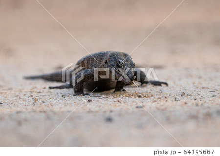 A giant plated lizard, Gerrhosaurus validus, walks on sand, eating insect A giant plated lizard, Gerrhosaurus validus, walks on sand, eating insect 64195667