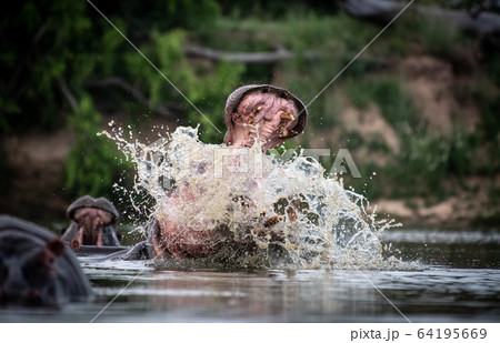 A hippo, Hippopotamus amphibius, raises its head out of the water and opens its mouth, splashing A hippo, Hippopotamus amphibius, raises its head out of the water and opens its mouth, splashing 64195669