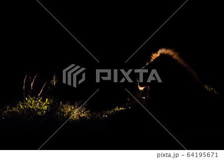 A lion, Panthera leo, backlit in the dark with a spotlight, lit up mane 64195671