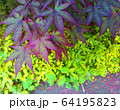 花びら 葉 血 64195823