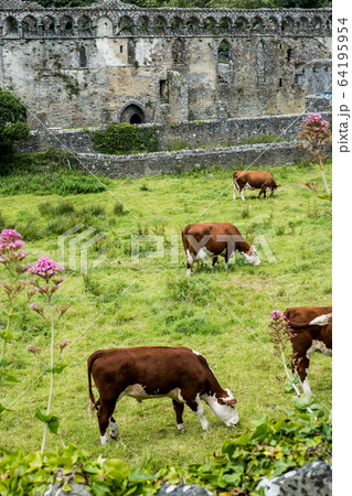 High angle view of small herd of cows grazing near ruins of the Bishop's Palace, St Davids, Pembrokeshire, Wales, UK. High angle view of small herd of cows grazing near ruins of the Bishop's Palace, St Davids, Pembrokeshire, Wales, UK. 64195954