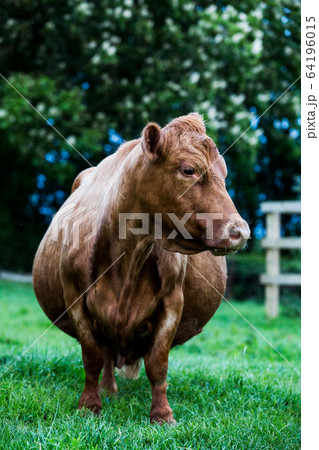 Brown cow standing on a farm pasture. 64196015