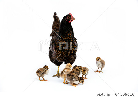 Brown hen with small group of chicks on white background 64196016