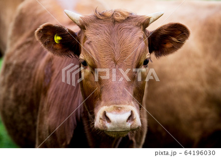 Brown cow standing on a farm pasture, looking at camera. 64196030