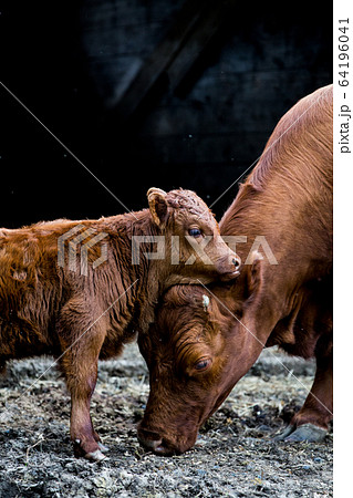 Brown cow and calf standing outside a barn on a farm. 64196041