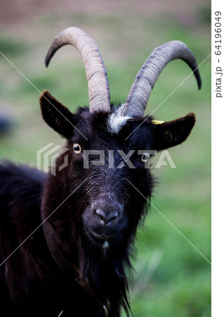 Close up of black billy goat on a farm. 64196049