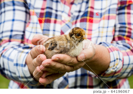 Close up of person holding small brown chick. 64196067