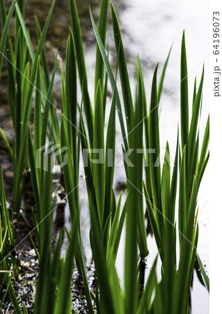 Close up of fresh green shoots in a garden, reflection of water. 64196073