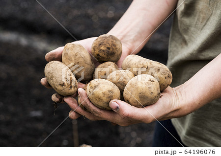 High angle close up person holding potatoes for planting in spring. 64196076