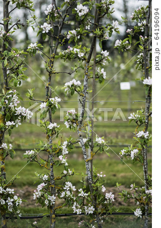 Close up of white blossoms on branches in spring. Close up of white blossoms on branches in spring. 64196094