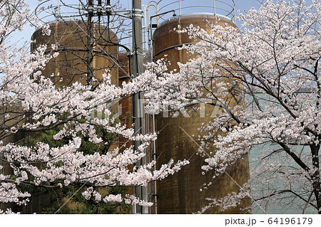 醸造工場と桜 64196179