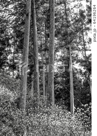 【セピア】ミツマタ群生地 64196264