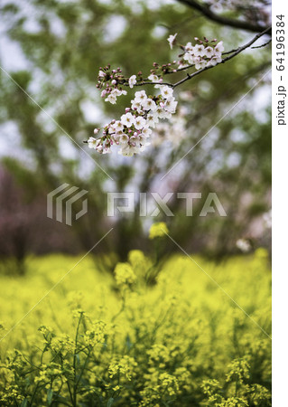 花 64196384