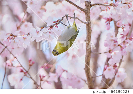 桜にきたメジロ 桜にきたメジロ 64196523