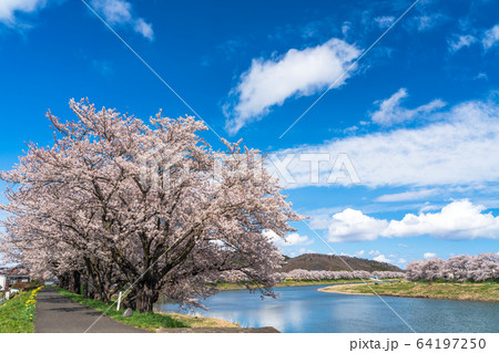 青空と一目千本桜　宮城県大河原町 64197250