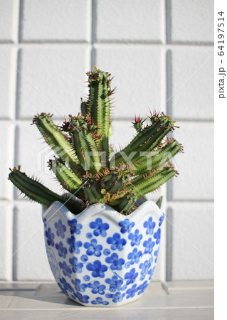 多肉植物 紅彩閣 多肉植物 紅彩閣 64197514