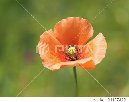 初夏の野のナガミヒナゲシ 64197896