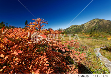 天狗の庭のナナカマドの紅葉と妙高連峰・火打山 64198420