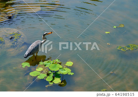 シラサギ 64198515