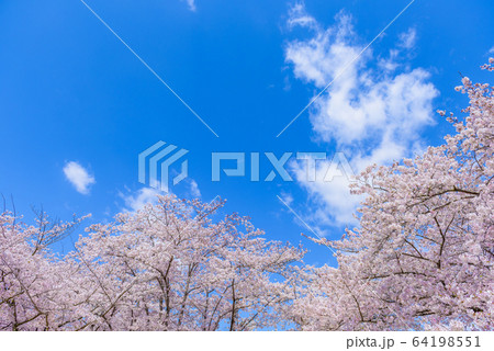 満開の桜 満開の桜 64198551