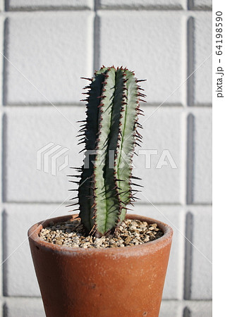 多肉植物　ホリダ 64198590