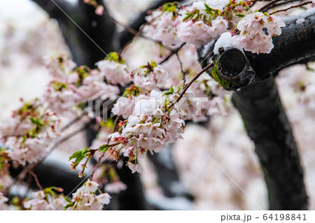 日本の横浜都市景観 桜と雪の競演=29日、たまプラーザ駅前(…32年ぶり) 日本の横浜都市景観 桜と雪の競演=29日、たまプラーザ駅前(…32年ぶり) 64198841