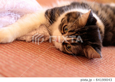 遊びたい猫 64199043