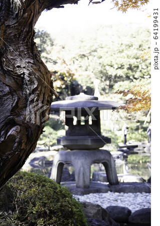 (東京都)秋の旧古河庭園 日本庭園 (東京都)秋の旧古河庭園 日本庭園 64199431