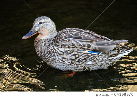 マガモ/雌/大横川親水公園 64199970