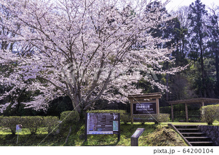 【静岡県】桜の咲いた、丹那断層公園 64200104