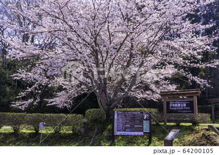 【静岡県】桜の咲いた、丹那断層公園 【静岡県】桜の咲いた、丹那断層公園 64200105