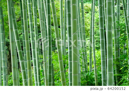 竹林 64200152