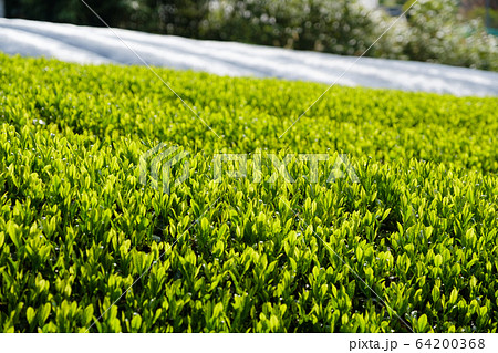 新茶　一番茶　茶葉　クローズアップ 64200368