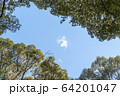 木に囲まれた青空、雲 64201047
