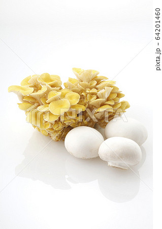 きのこ２種 64201460