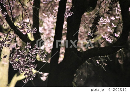 夜桜のライトアップ 常陸風土記の丘 64202312