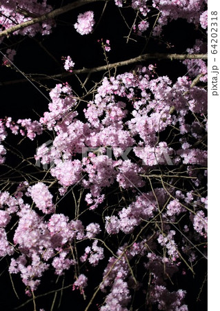 夜桜のライトアップ 常陸風土記の丘 64202318