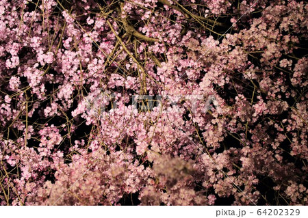 夜桜のライトアップ 常陸風土記の丘 夜桜のライトアップ 常陸風土記の丘 64202329