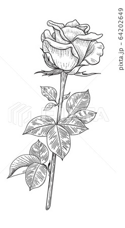 Hand drawn Rose Bud with Leaves Hand drawn Rose Bud with Leaves 64202649