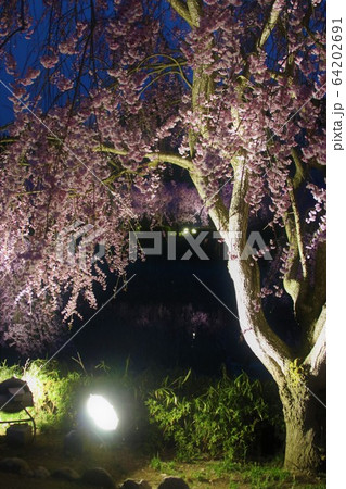 桜 ライトアップ 常陸風土記の丘 64202691