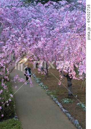 桜 ライトアップ 常陸風土記の丘 64202716