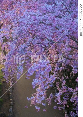 桜 ライトアップ 常陸風土記の丘 64202722