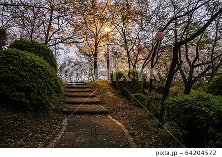 夜桜 夜桜 64204572