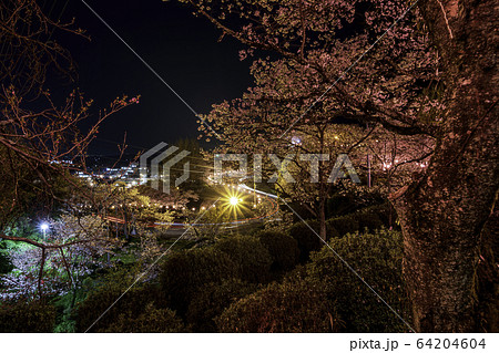 夜桜 夜桜 64204604