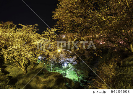夜桜 夜桜 64204608