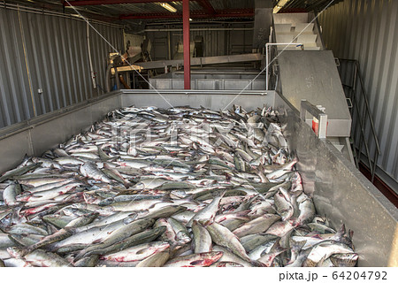 Salmon in the tank in fishing processing factory Salmon in the tank in fishing processing factory 64204792