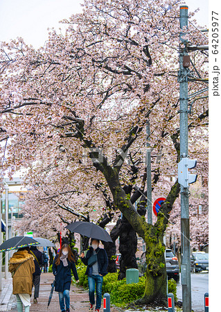 日本の横浜都市景観 桜と雪の競演=3月29日、たまプラーザ駅前(…32年ぶり) 日本の横浜都市景観 桜と雪の競演=3月29日、たまプラーザ駅前(…32年ぶり) 64205977