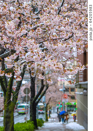 日本の横浜都市景観　桜と雪の競演＝3月29日、たまプラーザ駅前（…32年ぶり） 64205983