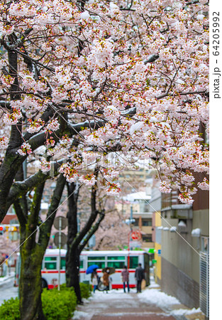 日本の横浜都市景観　桜と雪の競演＝3月29日、たまプラーザ駅前（…32年ぶり） 64205992