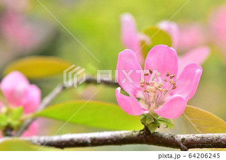 カリンの花の接写 64206245